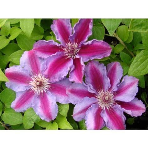 clematis tudor altezza|Clematis 'Tudor' in the Clematis Database .